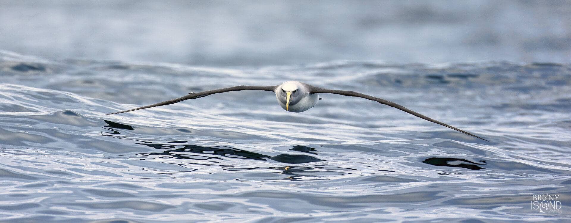 albatross-bird-over-water-1920x750-L2Q0300