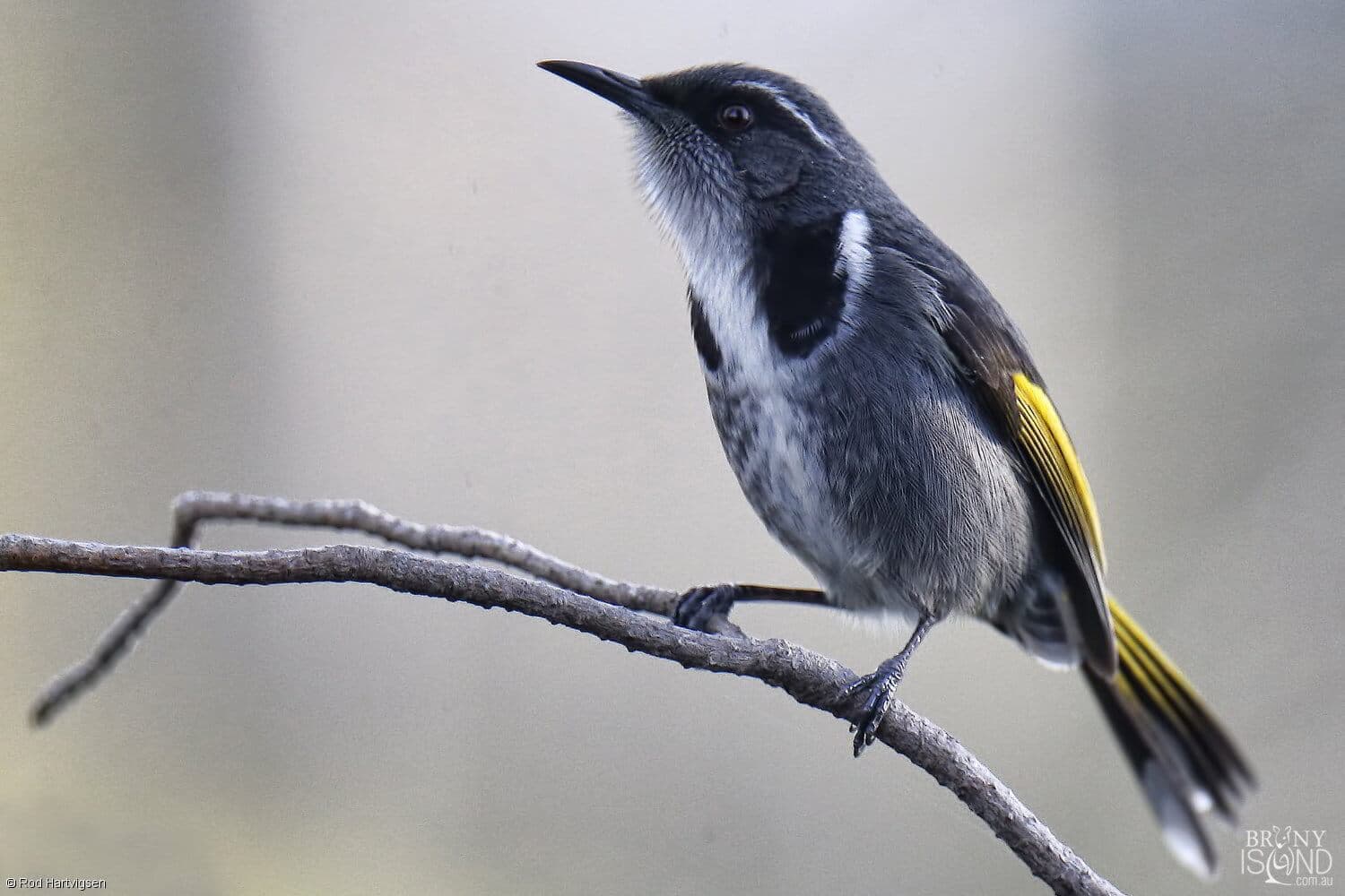 crescent-honeyeater-rod_hartvigsen-1500x1000-L2Q8981