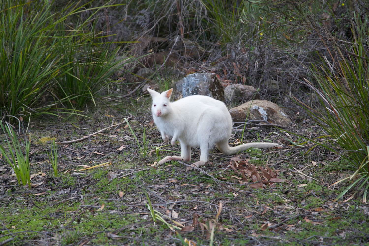bruny-island-native-wildlife-white-wallaby-1500x1000