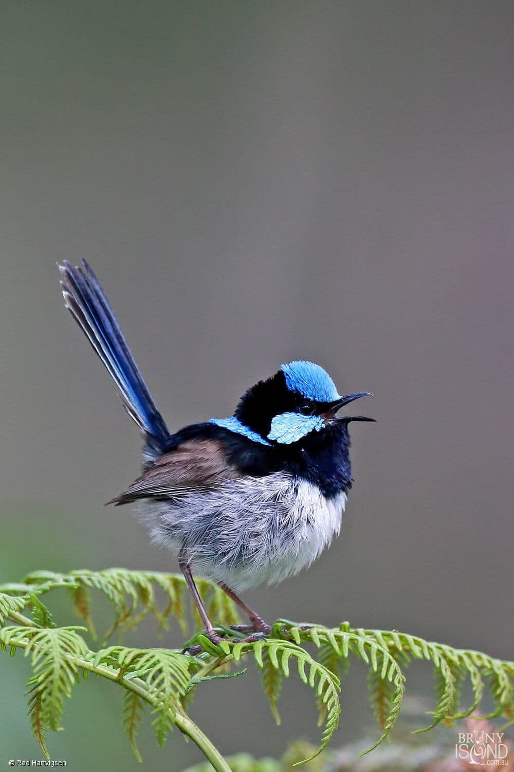 superb-fairy-wren-rod-hartvigsen-1000x1500-L2Q4610