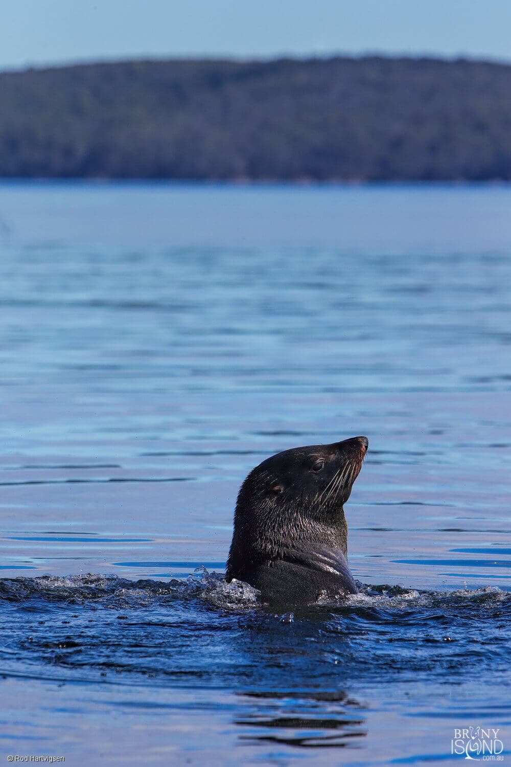 fur-seal-rod-hartvigsen-1500x1000-L2Q2376