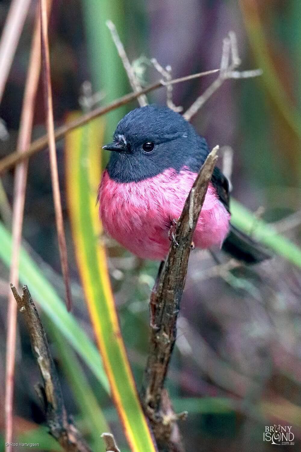 pink-robin-rod-hartvigsen-1000x1500-L2Q3498