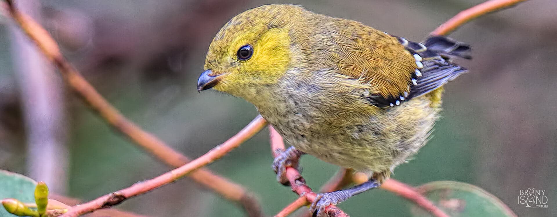 endangered-forty-spotted-pardalote-bird-1920x750-L2Q7859