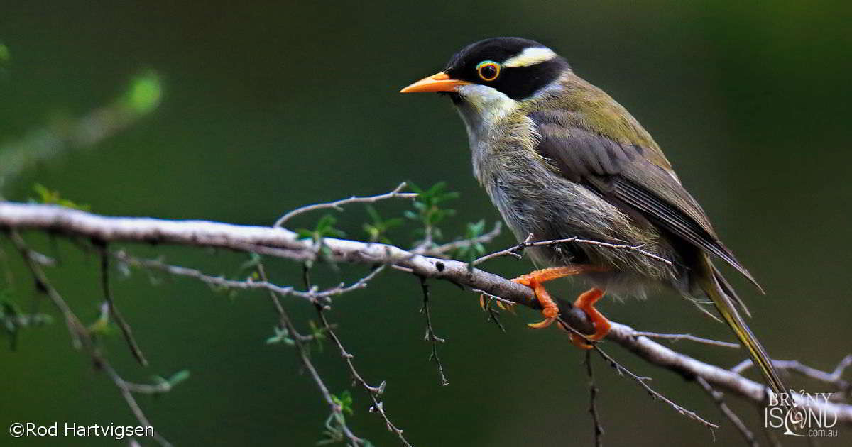 CAIRNS, BRISBANE, SYDNEY And TASMANIA CUSTOM TOURS Australia